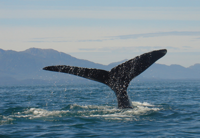 Humpback whales tail